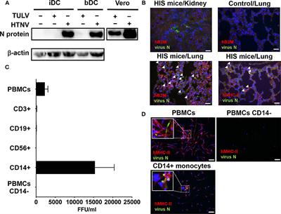 Frontiers | Replication In The Mononuclear Phagocyte System (MPS) As A ...